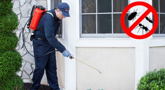 Borçka Fare İlaçlama böcek ilaçlama ve haşere kontrolü — ilaclama-tr.com